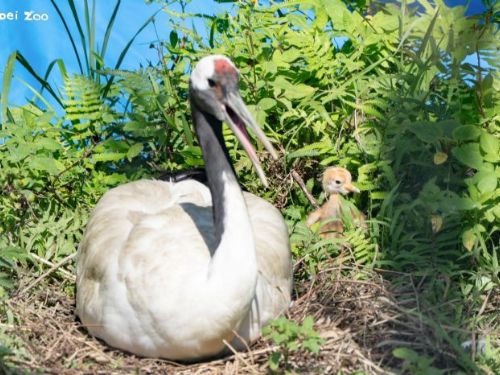 丹頂鶴寶寶萌萌報到！KIKA與BIG睽違4年再育雛，動物園暖心提醒安靜觀察